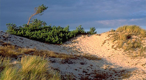 D&uuml;ne im Dar&szlig;, Ostseek&uuml;ste Mecklenburg-Vorpommerns, Quelle: Wikepedia  Fotograf: Andreas Tille