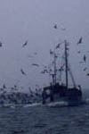 Fischkutter